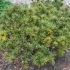 Pinus strobus 'Kruegers Liliput' -- Zwergseidenkiefer 'Liliput' 